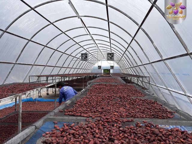 cocoa beans - Image 3
