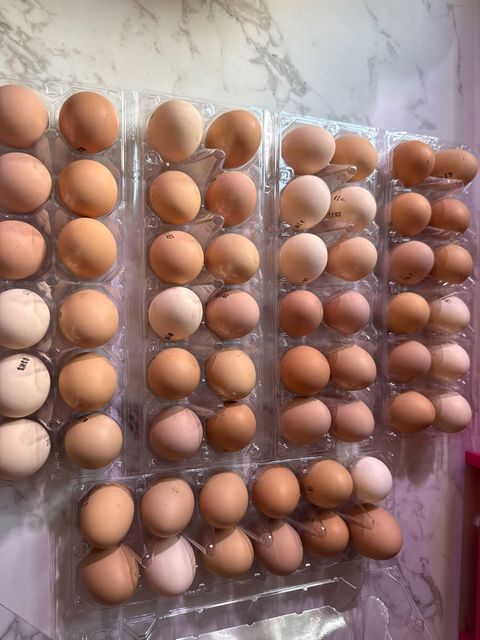 Fresh White Table Chicken Eggs  50-70g  360 Eggs/Carton 6 Months Shelf Life Cold Dry Storage - Image 4