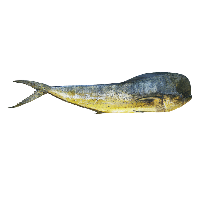 Frozen Mahi Mahi Fish Premium Skinless Fillets With Firm Texture And Fresh Ocean Flavor For International Buyers - Image 2