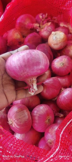 Red Onions - Image 4