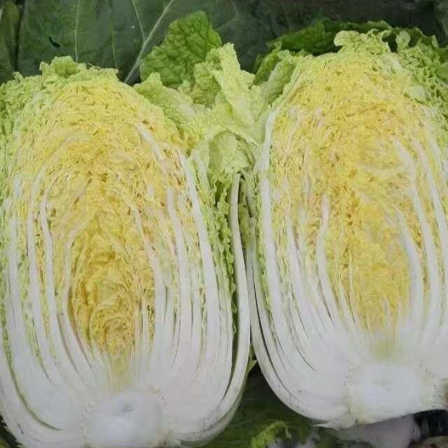 Wholesale Fresh Cabbage For Making Kimchi - Image 5