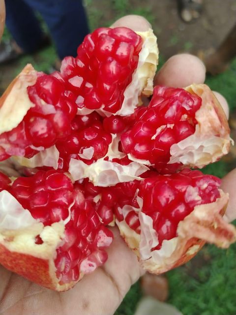 Premium Quality Fresh Pomegranate In Wholesale Fruits Style Fresh Variety Premium Model Number NA Type Pomegranate Grade Premium - Image 5