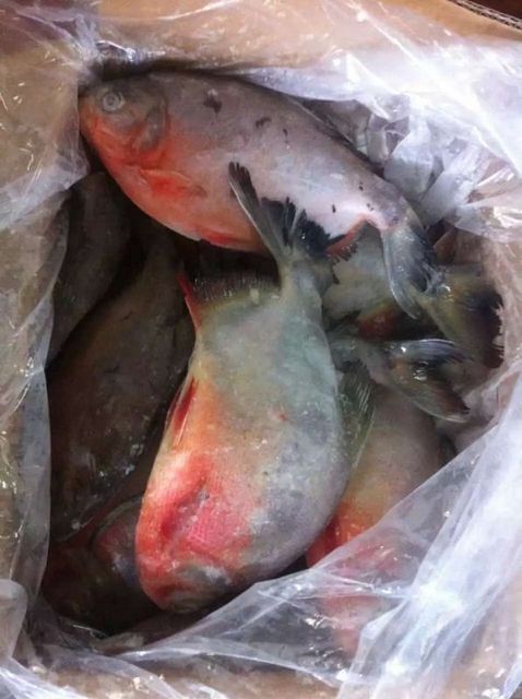 RED POMFRET WHOLE SALE FROM VIETNAM SUPPLIER - Image 3