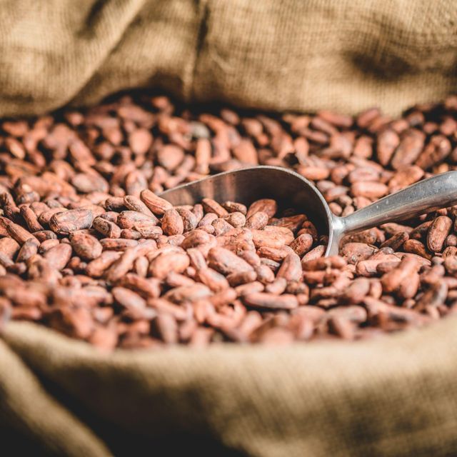 Premium bulk Cocoa bean available for buyers Cocoa bean processed and packaged under hygienic conditions - Image 4