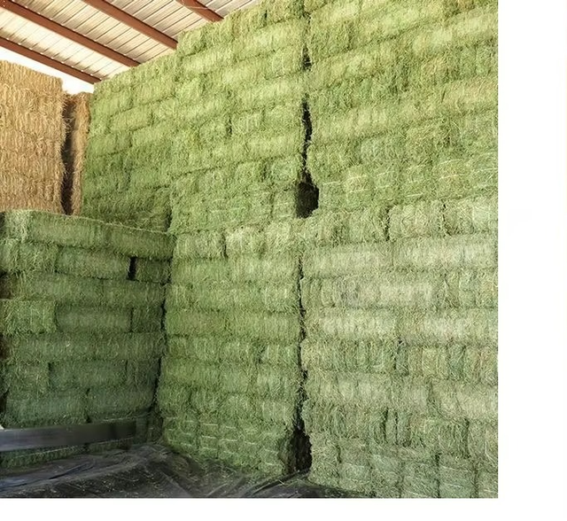 Pure Fresh Alfalfa Hay Delivered Quickly Alfalfa Hay Ideal For Healthy Feeding And Bulk Buying - Image 5