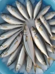 Mackerel Fish - Image 2