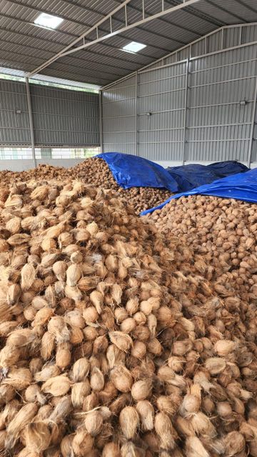 Semi Husked Coconuts Grade A Aroma Rich Color Brown Taste Sweet Hs Code 08011910 Packaging PP Bags Place of Origin Indai - Image 2