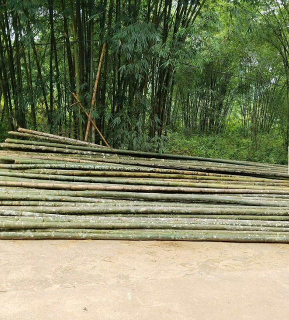 Bamboo Poles Size 2 meters to 6 meters (customizable based on buyer request) Texture Smooth outer skin, hollow internodes, tough and fibrous - Image 3