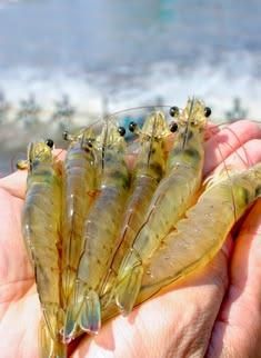 Wholesale Price Vannamei White Shrimp Salty Dried Baby Prawns Vietnam Origin High Quality 2 Year Shelf Life Packaged - Image 4