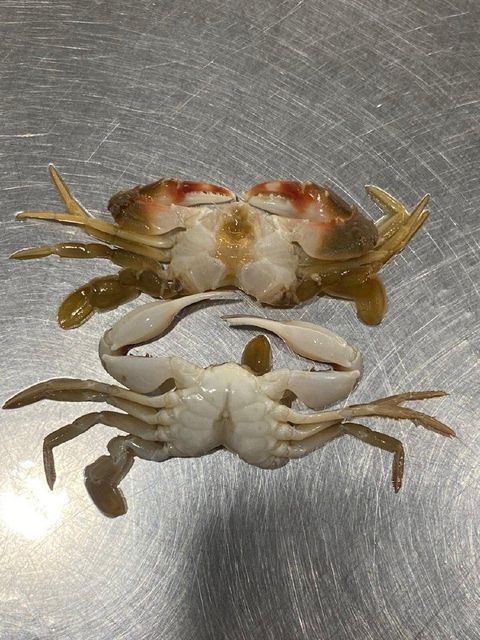 FROZEN BABY CRAB - CULI ( Whole round and Whole clean) - Well qualified from Viet Nam - Image 3