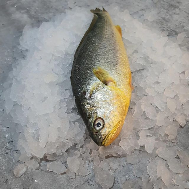Healthy Frozen Yellow Croaker Fish Ocean Fresh Wild Catch Rich Protein Choice for Wholesale Seafood Suppliers - Image 4