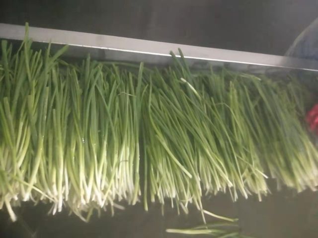 IQF green spring onion, frozen chives , frozen herbs - Image 3