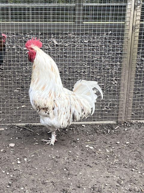 Fertile Hatching Chicken Eggs & Fresh Table Eggs (Brown/White) with Yolk-Quail Eggs - Image 3