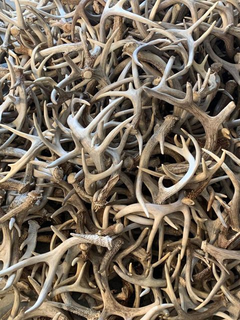 High Quality Red Deer Antler Horn Durable Natural Pet Chew Buy Online With Excellent Condition And Trusted Quality - Image 4