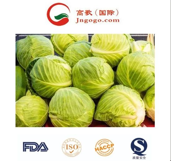 Handpicked Premium Quality Chinese Cabbage Kind Fresh Size 1.5kg Color Green Origin China Trademark GOGO HS Code - Image 3