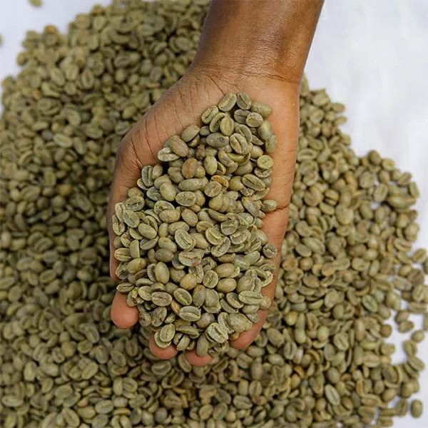 Arabica Coffee Beans Bulk Supplier Export Quality | Grade AA & AB Top Quality Green Coffee Bean - Image 4