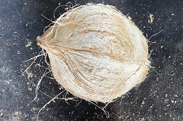 Mature coconut husked Grade A Form Whole Origin Vietnam Color Yellow brown Packaging Mesh bag Maturity Stage Mature Weight (kg) 1.2kg - 1.5kg - Image 4