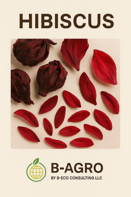 Hibiscus - Image 2