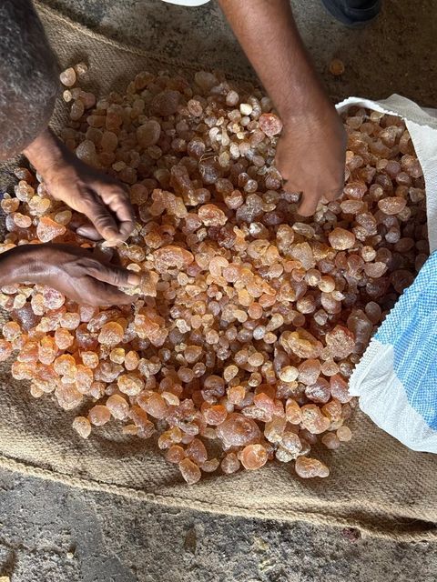Gum -acacia senegal- hashab - Image 4