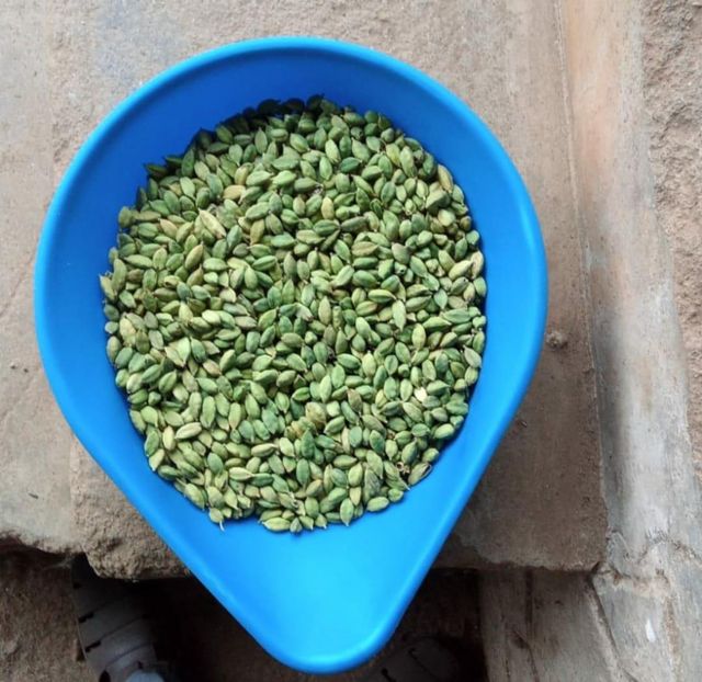 Green Cardamom In Large Size 8 Mm. Green Cardamom In Large Size 8 Mm. - Image 1