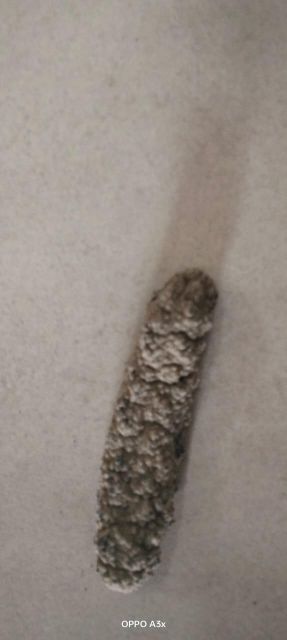 Dried Sea cucumbers - Image 17