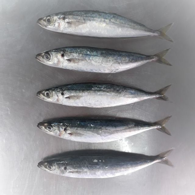 Frozen round scad from factory in bulk to export for wholesales - Image 2