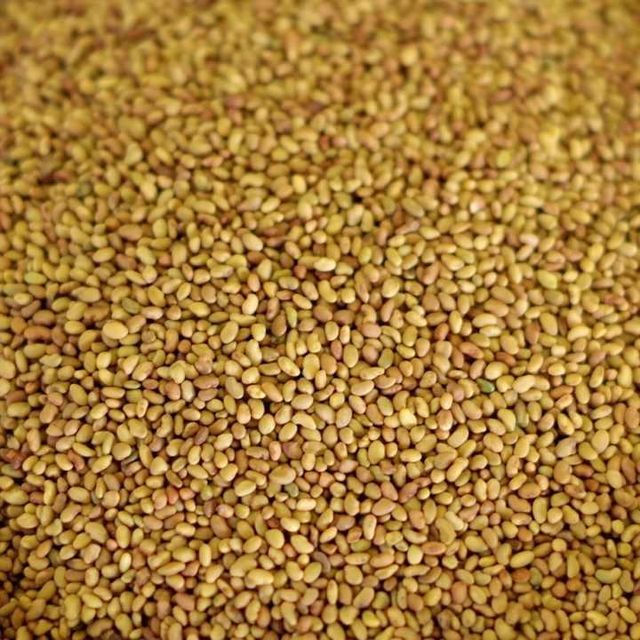 Certified Alfalfa Seed for Bulk Sale – High Yield, Nutrient Rich, Non-GMO Seed for Forage Production, Cover Crops, Sprouting, and Commercial Farming - Image 3