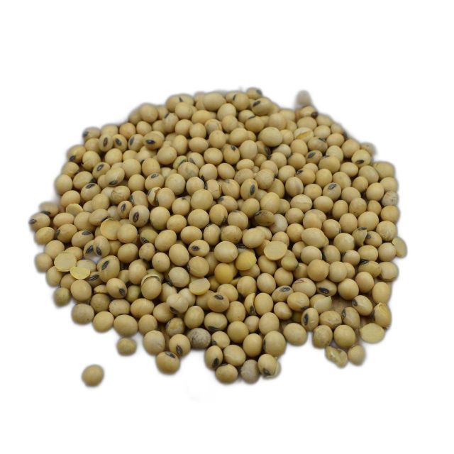 Drought Tolerant Soybean Seed Reliable Crop Soybean Seed For Resilient Growth In Challenging Environmental Conditions - Image 3