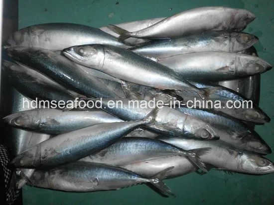 New Land Fish Pacific Mackerel (25cm+) Gw 10kgs Nw 9.5kgs Model NO. M Style Whole Origin China Processing Bqf Packing Way - Image 3