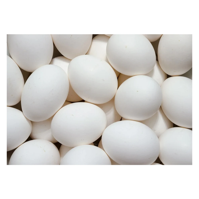Premium Fresh White Table Eggs – SABA Grade Quality from Belgium - Image 4