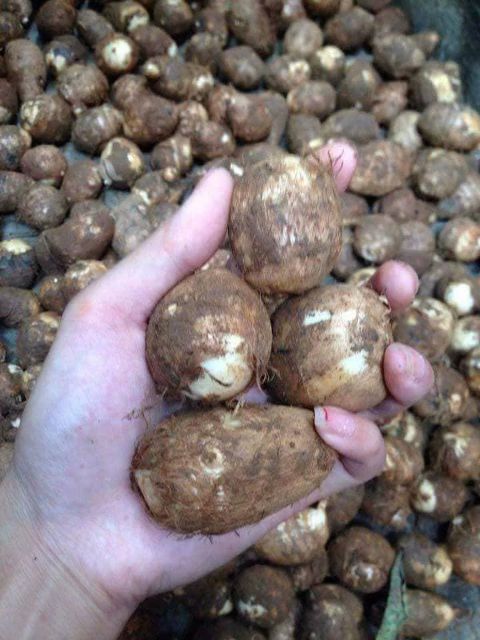 Premium Fresh Taro Root | Bulk Supply of High-Quality Edible Taro for Food Processing and Export Whatsap +255787979235 - Image 6
