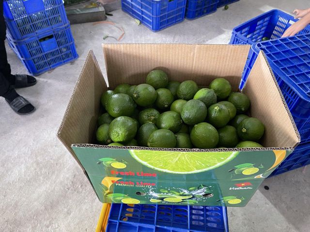 Seedless Lime Origin Vietnam Product Type Fruits & Vegetables - Image 3
