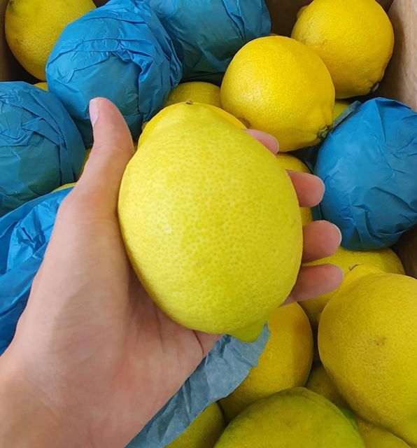 Fresh Lemons Export Quality Organic Yes Origin South Africa - Image 5