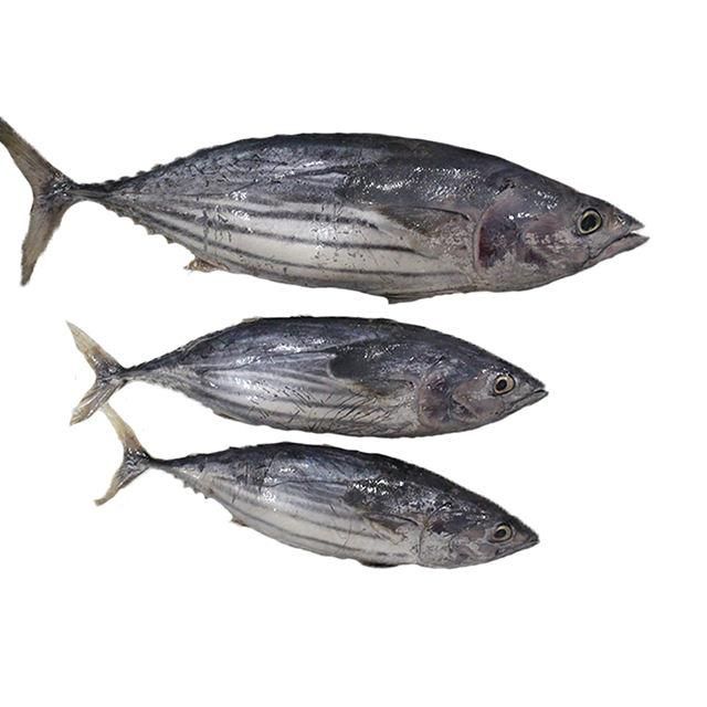 Frozen Skipjack Tuna Fish Premium Whole Round Export Quality Seafood For Bulk Distribution And International Supply - Image 3
