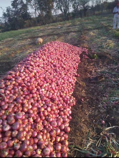 FRESH RED ONION - Image 3