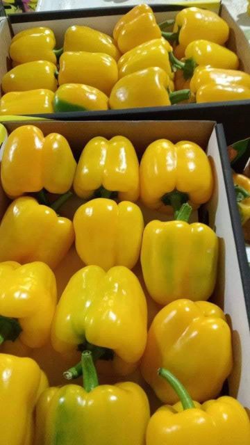 Egyptian Bell Peppers - Image 1