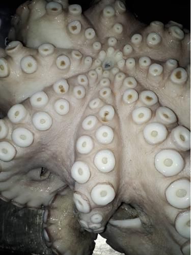Octopus vulgaris - Image 1
