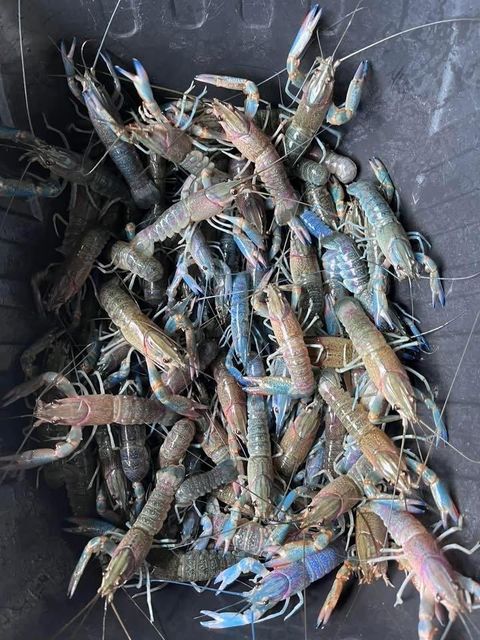 Frozen Crayfish - Image 4