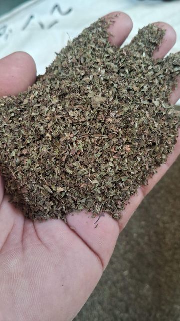 Dried Peppermint Leaf TBC Grade FOOD Color GREEN Packaging HDPE Shelf Life 24 MOTNHS Place of Origin INDIA Storage Type COLD STORAGE - Image 3