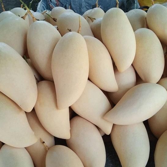 Premium Fresh Golden Mango Natural Sweet 100% - Image 3
