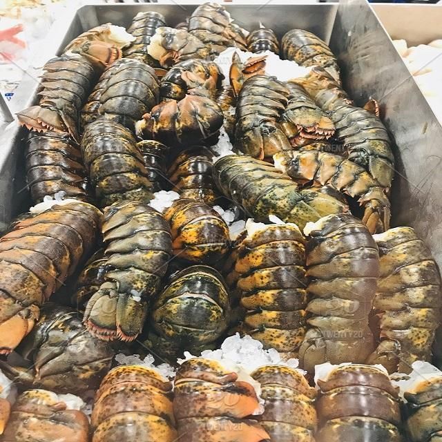 Deep Sea Frozen Lobster Processed Under Strict Handling Practices Delivering Fresh Ocean Taste In Every Batch - Image 1