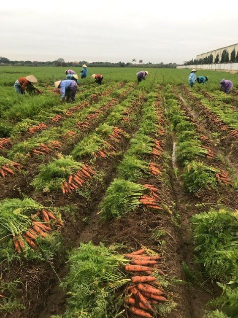High quality fresh carrots from Vietnam Carrot Exporter Vietnamese - Image 4