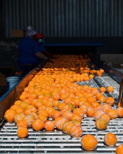 Fresh Cara Cara Orange for sale - Image 4