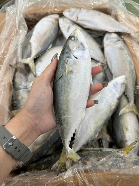WHOLESALE SEAFOOD SUPPLIER: AUTHENTIC INDIAN MACKEREL EXPORTS - Image 3