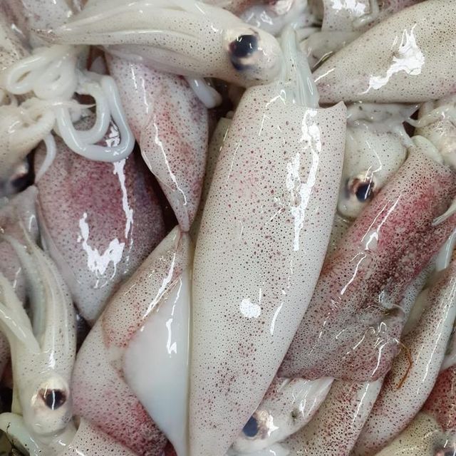 Frozen squid – product photo 4, product detail gallery