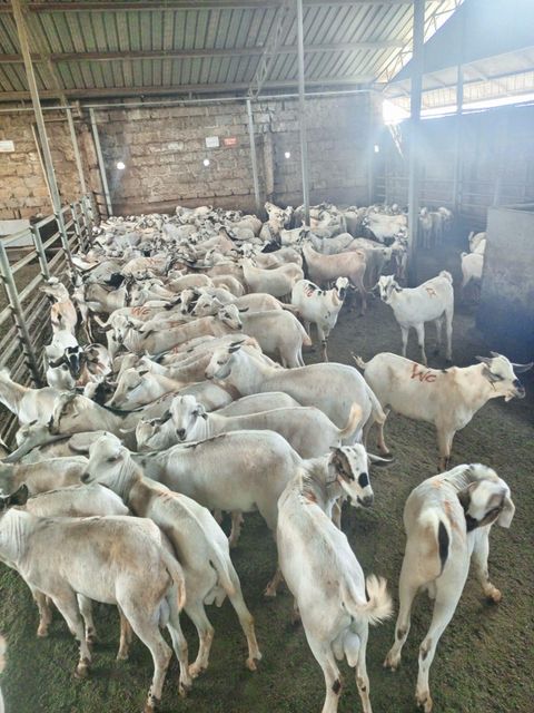 Frozen Lamb Meat – Whole Carcass (Bone-In) - Image 6
