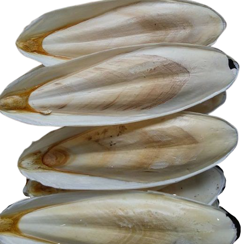 White Clean Dried Cuttlefish Bone Good Quality Directly From Factory - Image 4