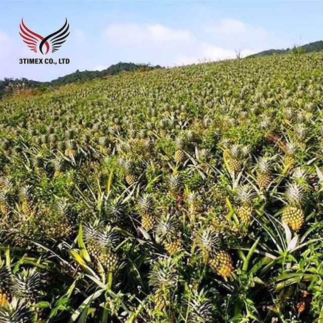 Best Price Tasty Dried Pineapple Sweet/Sour Taste Fresh Instant Use Snack Food Sliced Vacuum Pack Dried Fruit From Vietnam - Image 4
