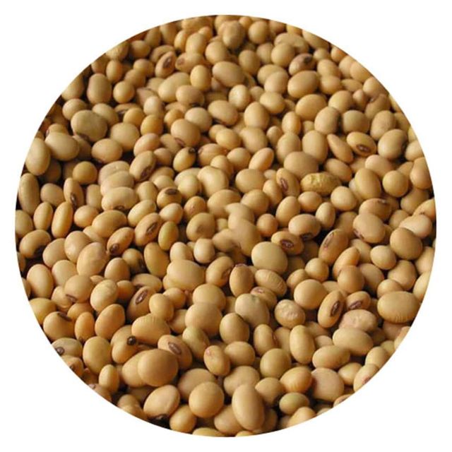 Natural Agricultural Soybean From Farms With Sorted Quality Seeds For International Importers - Image 3