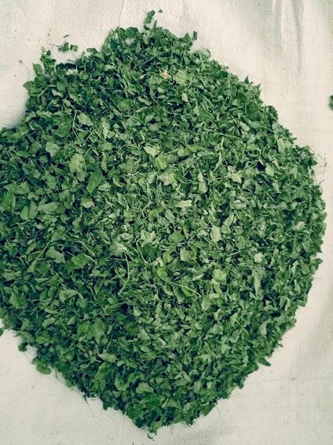 Moringa Leaves - Image 1